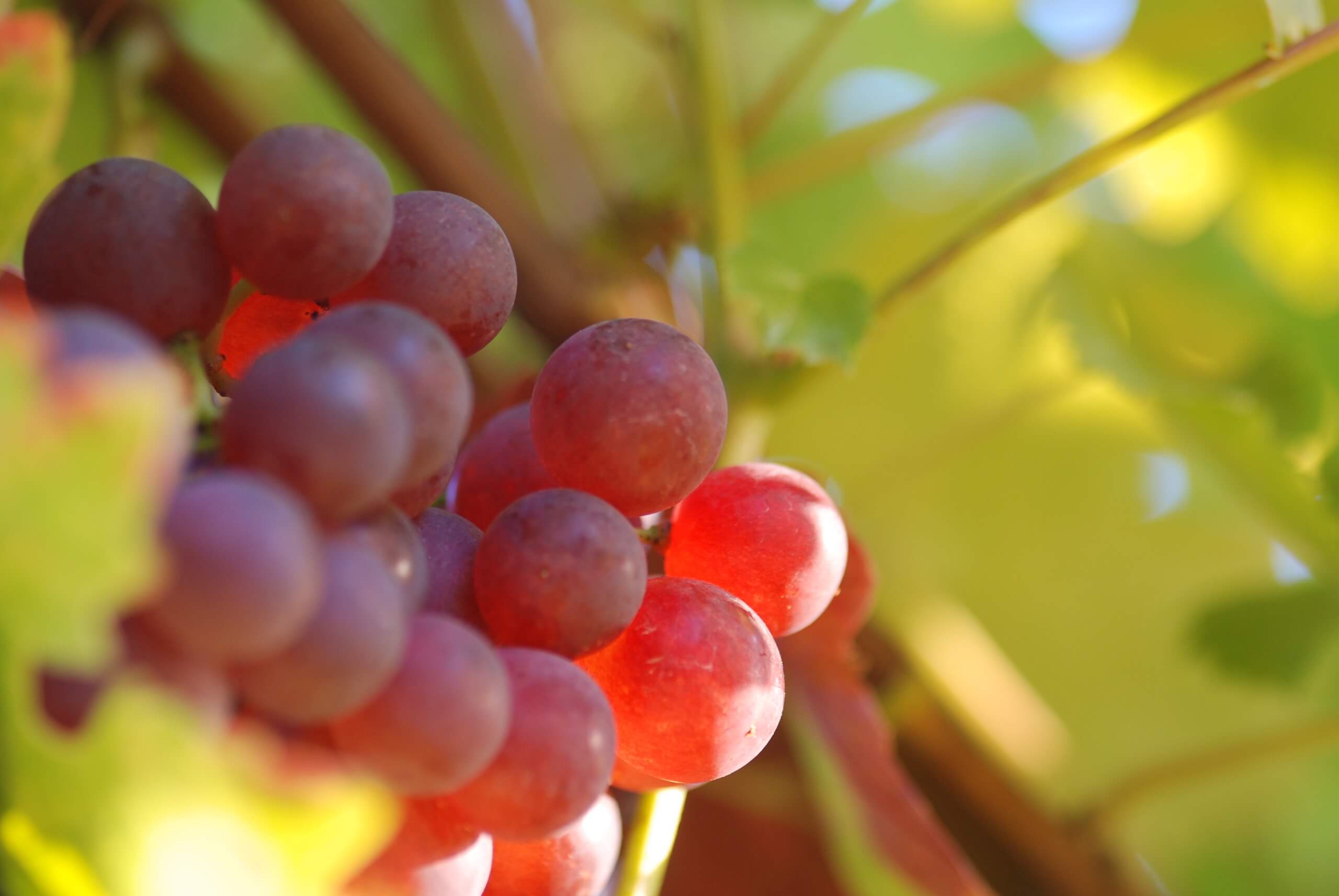 Rote Weintrauben mit grünen Blättern