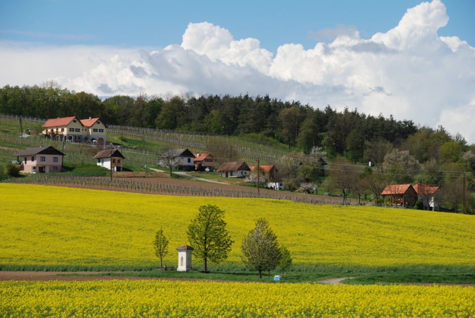 Landschaftsaufnahme Weingut Grosz mit gelb blühendem Rapsfeld